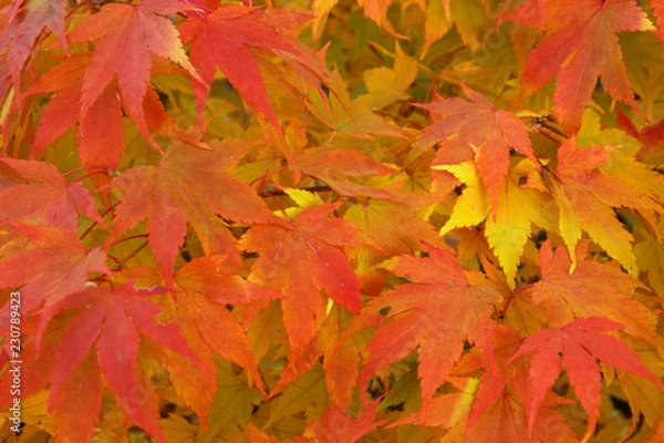 Obraz Feuilles d'érable