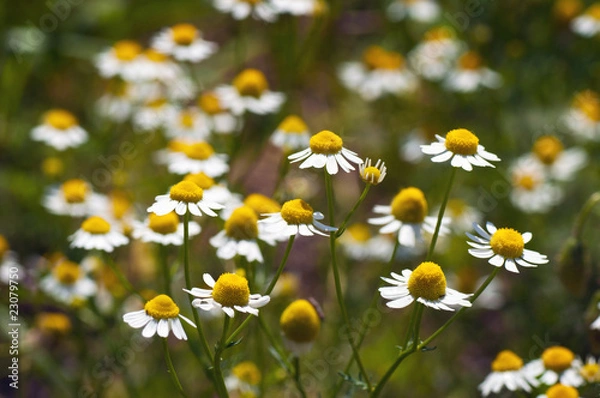 Fototapeta white garden chamomiles