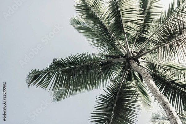 Obraz Palm trees low angle view.