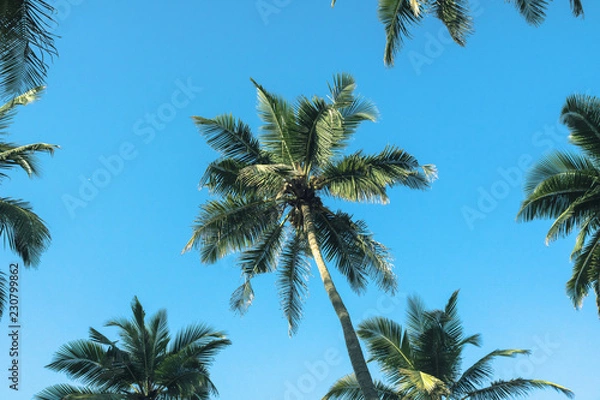 Obraz Palm trees in the background.