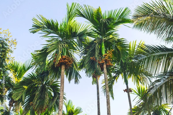 Obraz Palm forest is a beautiful view.