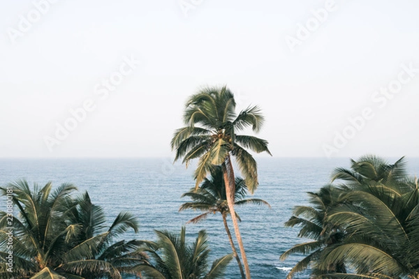Obraz Palm trees tropical.