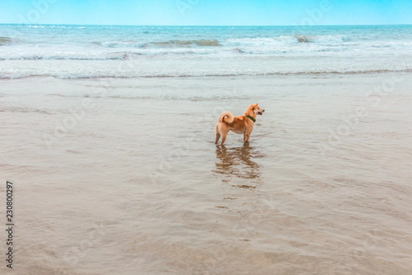 Obraz The dog walks in the sea at low tide on the beach of Goa.