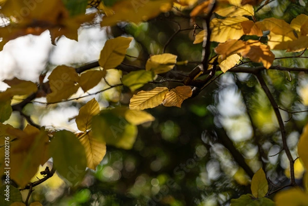 Obraz blätter herbst