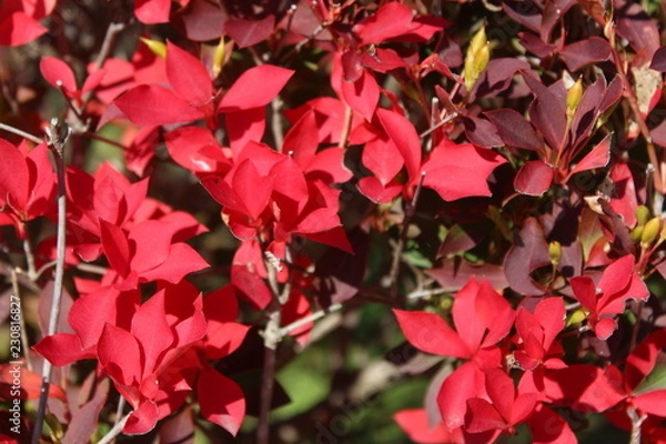 Fototapeta ドウダンツツジ