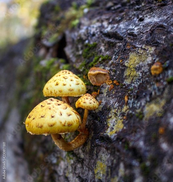 Fototapeta Group of forest mushrooms golden flake on the textured bark of a fallen tree.