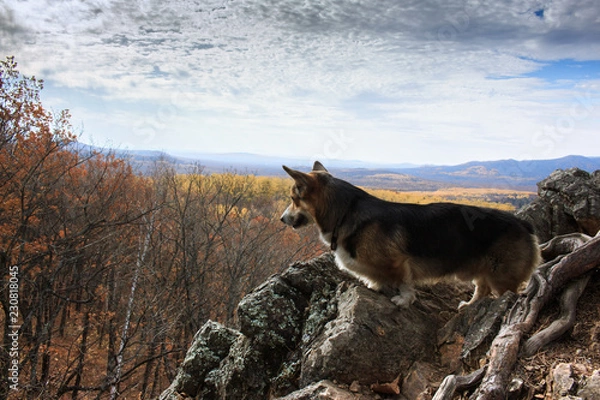 Fototapeta Dog breed welsh corgi pembroke on a cliff against the background of the autumn forest and sky.