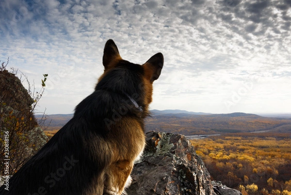 Fototapeta Dog breed welsh corgi pembroke on a cliff against the background of the autumn forest and sky. Back view.