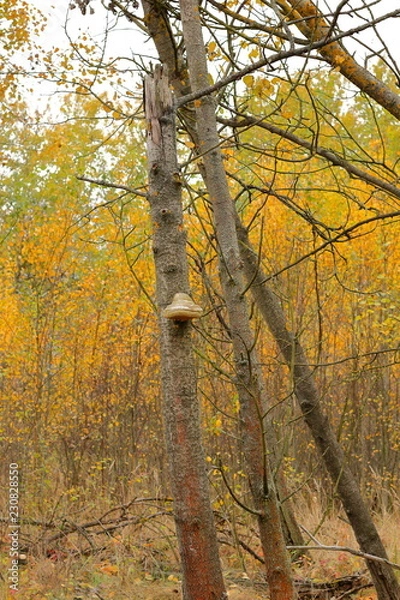 Fototapeta Broken trees