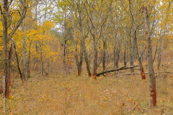 Fototapeta Broken trees