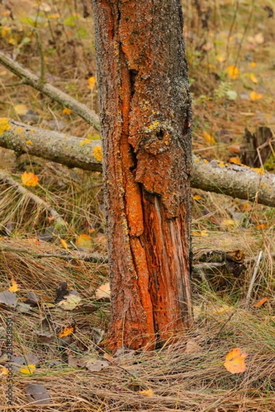 Fototapeta Broken tree