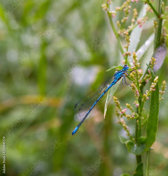 Obraz dragonfly on grass