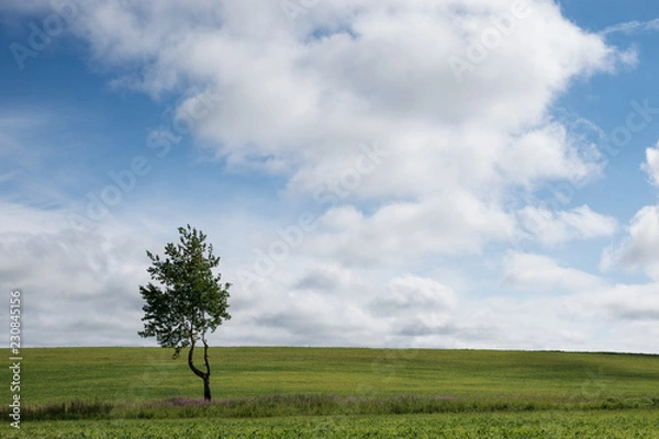 Obraz single tree in the field