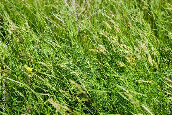 Fototapeta a green field with flower