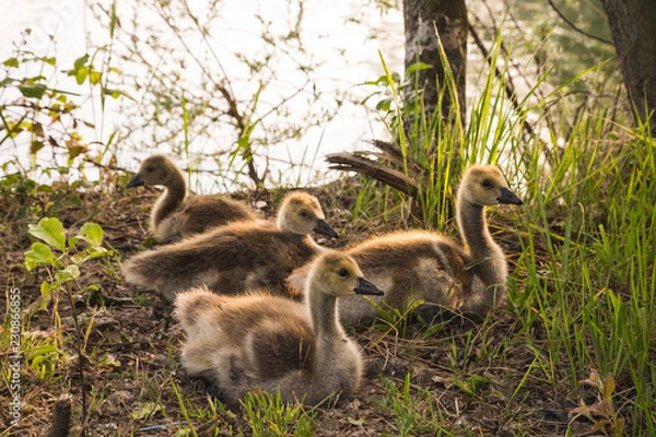 Fototapeta Junge Wildgänse