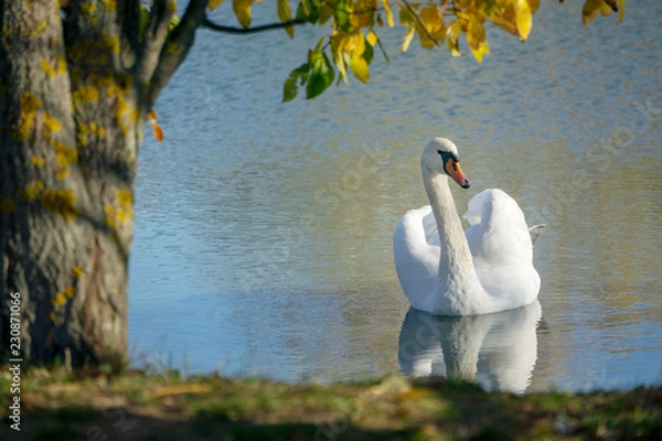 Obraz Swan on the lake