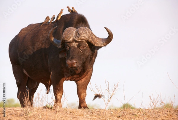 Obraz Buffalo (Syncerus caffer) in the wild