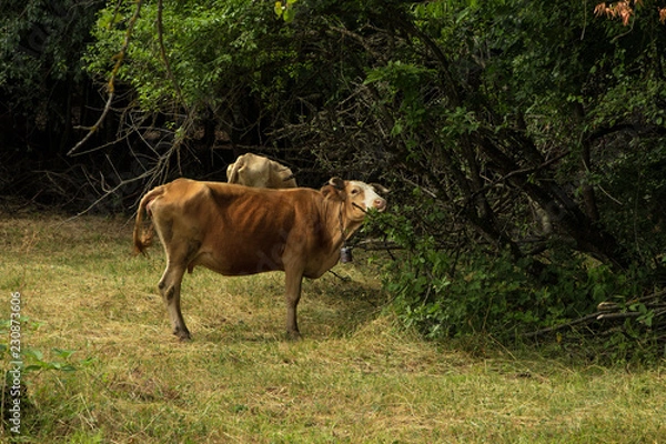 Fototapeta Cows in a fresh grassy field on a clear day