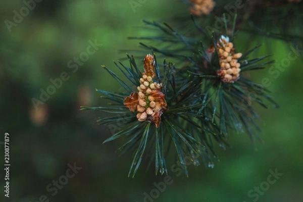 Fototapeta Kieferpollen