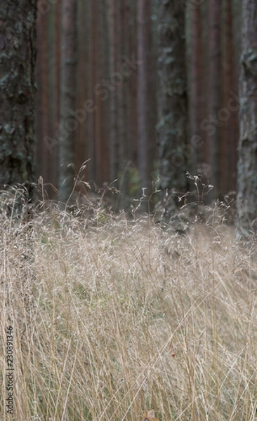 Obraz trees in forest