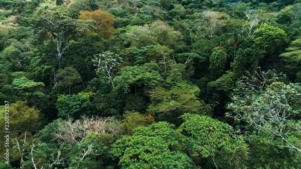 Obraz Aerial drone image of the rainforest at Amboro National Park, Bolivia