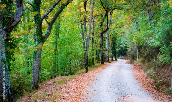 Fototapeta Road in the forest to Badia a Coltibuono
