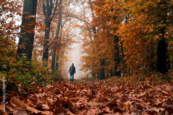 Obraz Po dywanie z liści