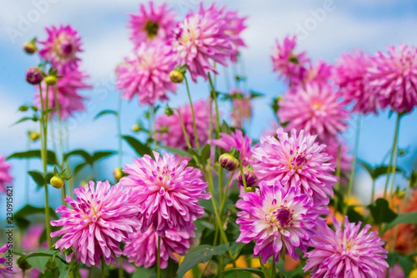 Obraz ダリアの花畑