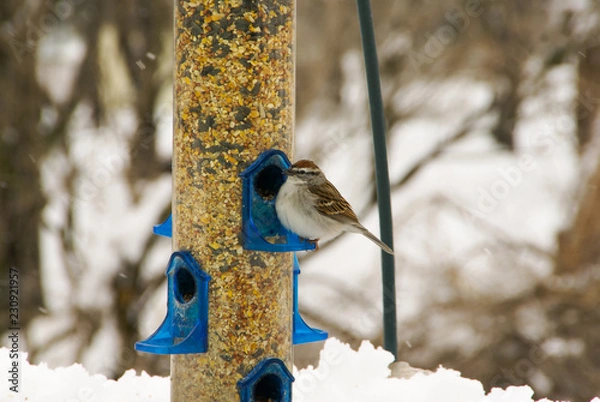 Fototapeta One plump sparrow feeding on a blue bird feeder in the snow in Minnesota