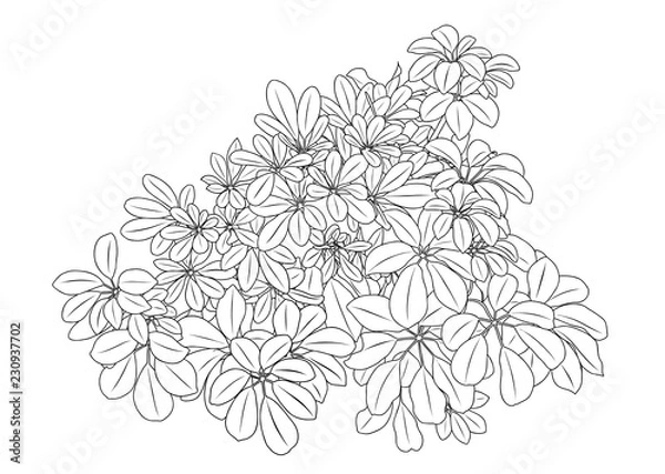 Fototapeta Tree coloring book, Jungle plant hand drawn leaves for design and a coloring sheet. Vector illustration