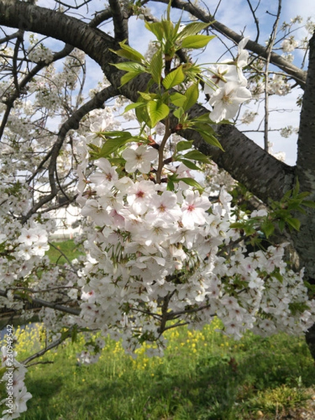 Obraz 川沿いの桜の花