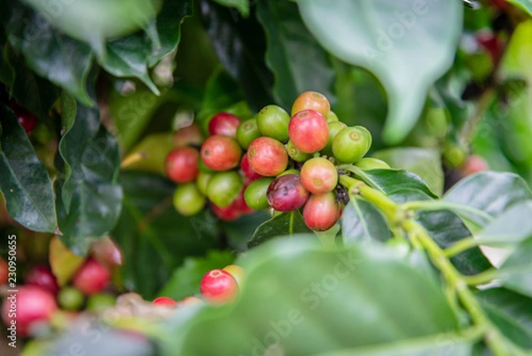 Fototapeta Arabicas Coffee Tree on Coffee tree at Doi Chaang in Thailand, Coffee bean Single origin words class specialty.vintage nature background