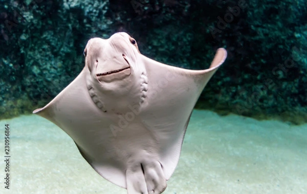 Obraz Whitish belly of Cownose ray (Rhinoptera bonasus) with its broad head, wide-set eyes and set of dental plates. Cownose rays have barb at the tail and weak venom to defend from the threat.