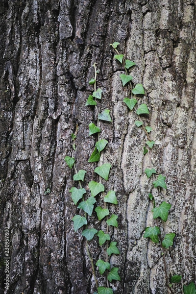 Fototapeta Ivy on tree