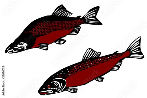 Obraz salmon collection