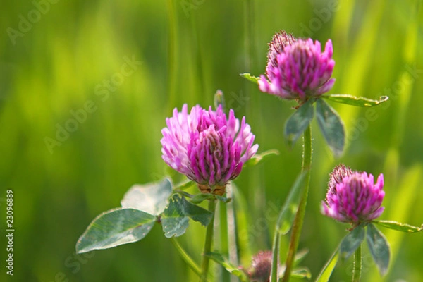 Obraz feldblumen-klee