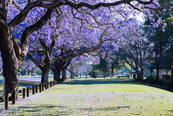 Obraz jacaranda in Grafton