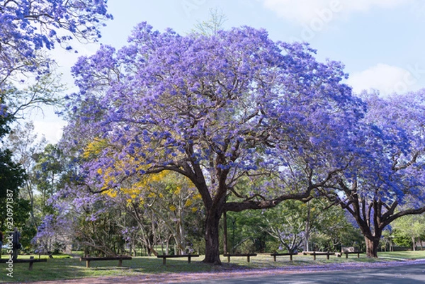 Obraz jacaranda in Grafton