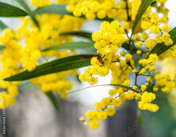 Obraz Wattle Australia