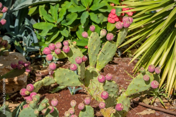 Fototapeta Prickly pear cactus