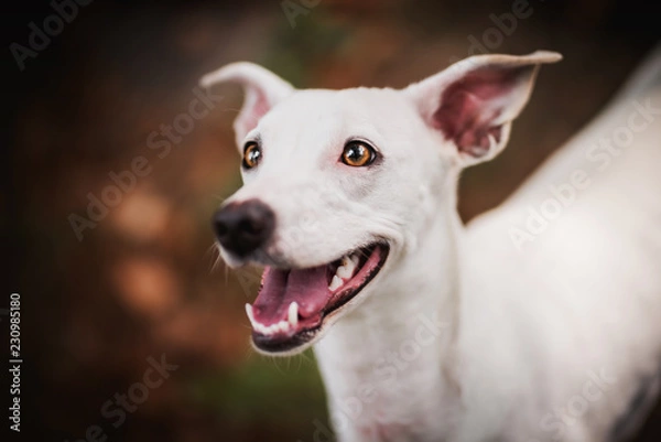 Fototapeta happy dog
