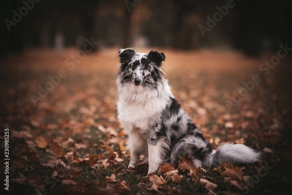 Fototapeta border collie dog