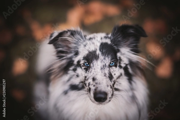Fototapeta border collie dog
