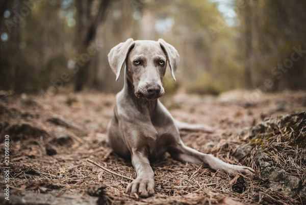 Obraz weimaraner dog