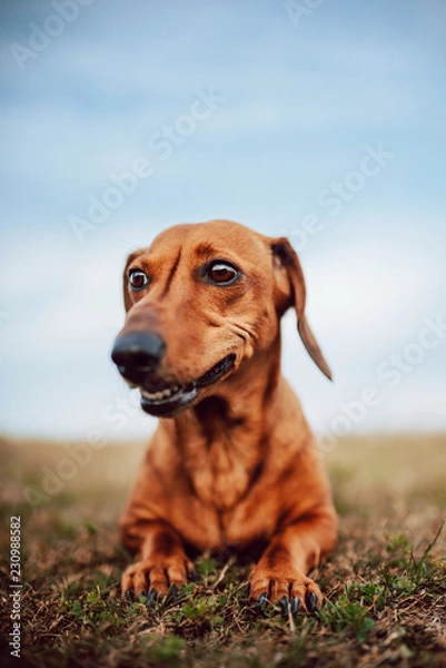 Fototapeta brown dog