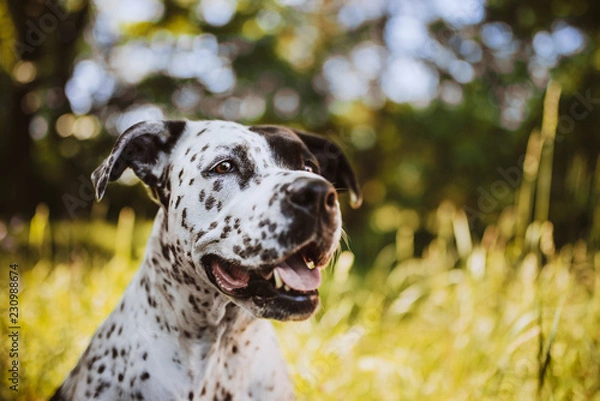 Fototapeta dalmatin dog