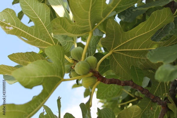 Fototapeta green figs on a tree