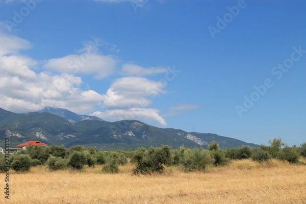 Fototapeta landscape with trees and blue sky
