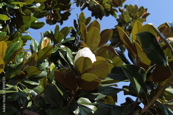 Fototapeta green leaves of a tree