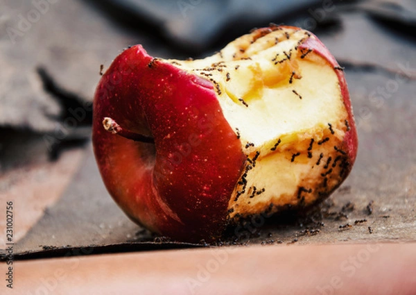 Obraz Apple.ants eating red apple. Apple with ants.